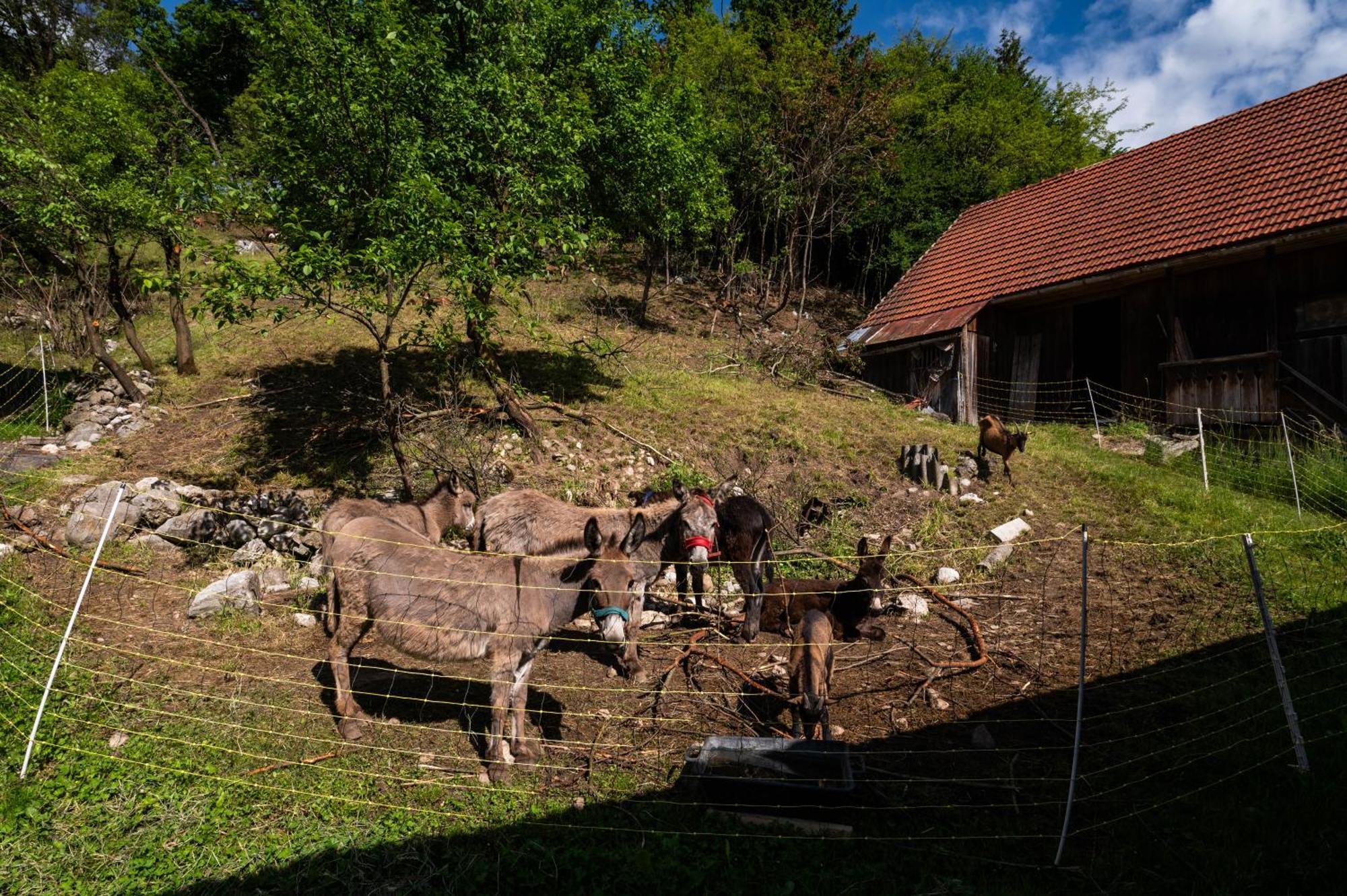 Turisticna Kmetija Grabnar Villa เบลด ภายนอก รูปภาพ